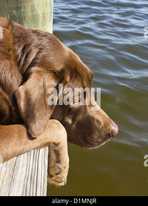 A chocolate labrador laying down, resting on a wooden pier over the water. Stock Photo