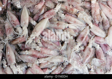 fresh squids in asian market stall Stock Photo