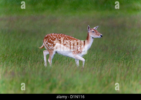 Fallow Deer Cervus dama doe in summer rain Stock Photo