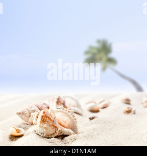 Cockleshells on a beach , focus on a foreground Stock Photo