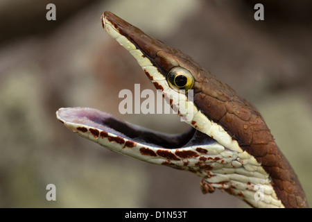 Brown Vine Snake Oxybelis aeneus Costa Rica defensive posture Stock Photo