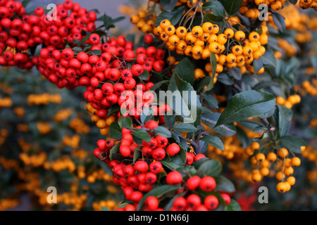 Pyracantha coccinea, Firethorn  pyracantha berries Stock Photo