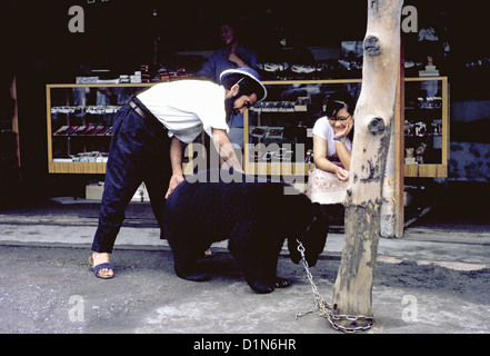 A bearded Ainu man in modern clothes attends a young black bear that is worshipped and on display in 1962 in an Ainu village in Hokkaido, Japan. Stock Photo