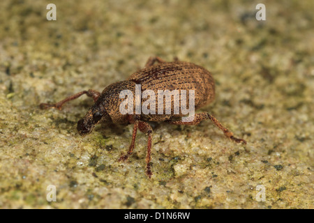 Small brown Raspberry Weevil (Otiorhynchus singularis) Stock Photo