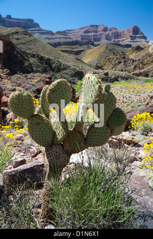 Prickly pear cactus in the Grand Canyon, Arizona.  The yellow color on the slopes is from Brittlebush plants in bloom. Stock Photo