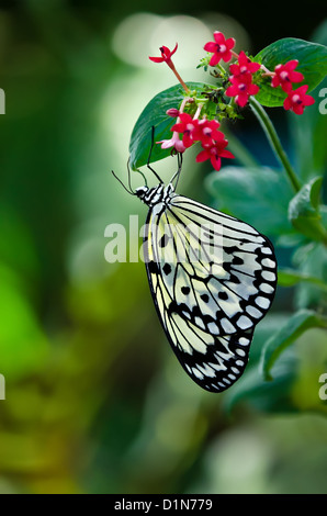 Paper Kite, Rice Paper, or Large Tree Nymph butterfly (Idea leuconoe) Stock Photo