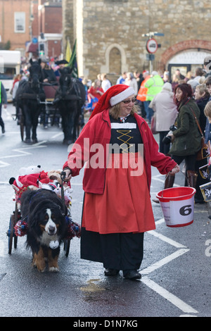 Bernese mountain dog Pulling a cart through the market place for the Christmas day  Parade in Buckingham Canis lupus familiaris Stock Photo