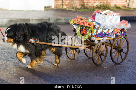 Bernese mountain dog Pulling a cart through the market place for the Christmas day  Parade in Buckingham Canis lupus familiaris Stock Photo