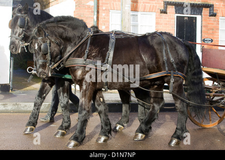 Shire horses at the Christmas Parade in Buckingham Stock Photo