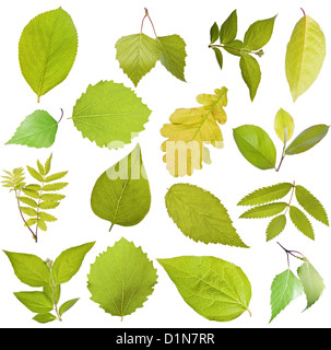 Set of different tree leaves Stock Photo