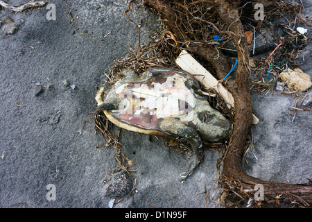 Beach debris, garbage, dead turtle, rubbish washed up after storm Stock Photo