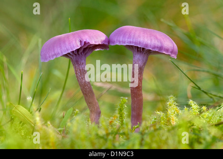 Pair of Amethyst Deceiver Laccaria amethystina fungus growing in moss and grass. Against a diffused background.