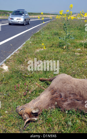 Roadkill, deer dead on the side of the road, UK Stock Photo