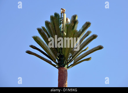 Mobile phone mast disguised as a Palm tree, mobile phone mast, Egypt Stock Photo