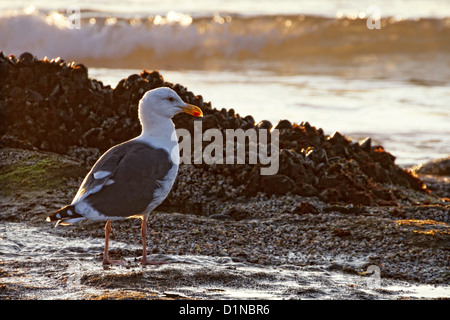 A seagull is captured, at low tide, among the tide pools. Stock Photo