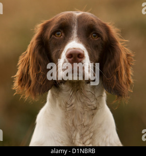 Cocker Spaniel Stock Photo