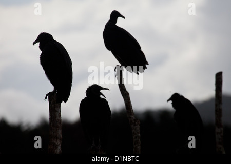 Black Vulture, Coragyps atratus, sitting on a fence in the farmlands near Volcan in Chiriqui province, Republic of Panama. Stock Photo