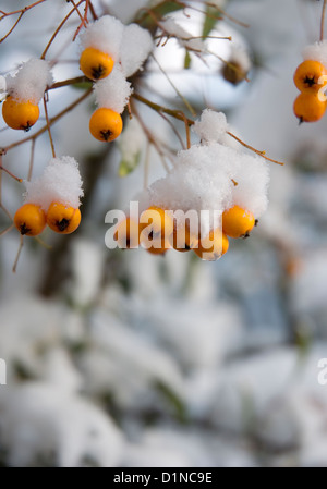 Pyracantha berries covered in snow Stock Photo