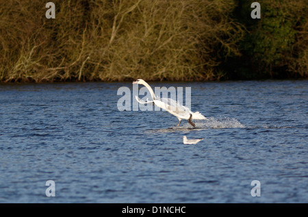 Mute swan landing on lake Stock Photo