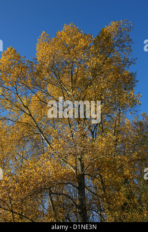 Poplar Trees, Populus nigra, Salicaceae, in Autumn Colour. Stock Photo