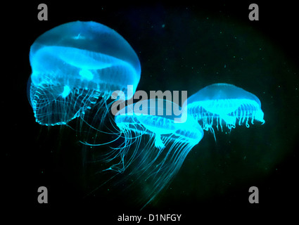 Crystal Jellyfish (Aequorea victoria) Stock Photo