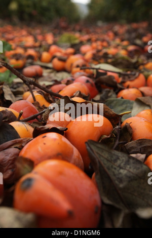 unpicked Persimmon fruit trees in a plantation Photographed in December in Israel Stock Photo