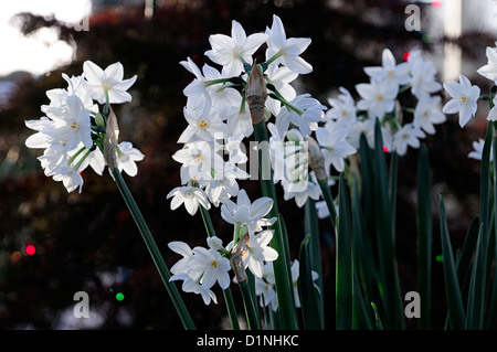 narcissus ziva paperwhites plants white flowers flowering blooms bulbs spring scented fragrant daffodils paperwhite RM Floral Stock Photo