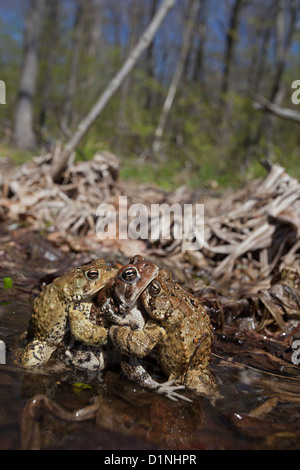 American toad , Bufo americanus , New York , toad ball, males attempting to mate with female Stock Photo