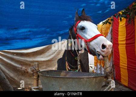 Horse for sale at livestock market at Sonepur Mela, Bihar, India Stock Photo