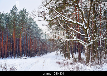 Winter landscape with snowy tree in the forest Stock Photo