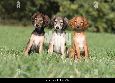 Dog Saluki / Persian Greyhound three puppies sitting different colors Stock Photo