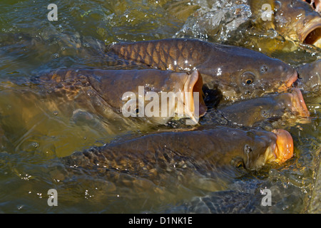 Eurasian Carp / European Carp / Common Carp (Cyprinus Carpio) Surfacing ...