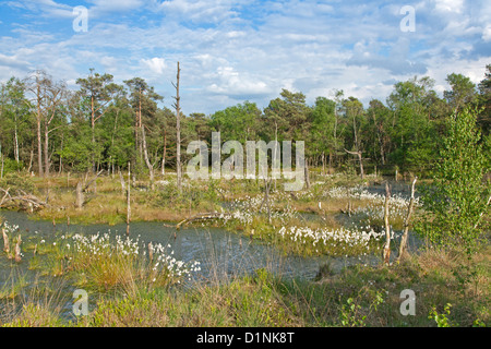 Blooming common cottongrass / Eriophorum angustifolium Stock Photo