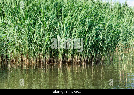 Phragmites australis, Common reed. Typical habitat of Little Bittern. Stock Photo