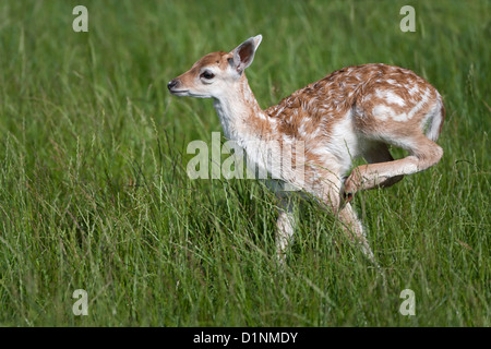 Fallow Deer Cervus dama Fawn running in grass Stock Photo