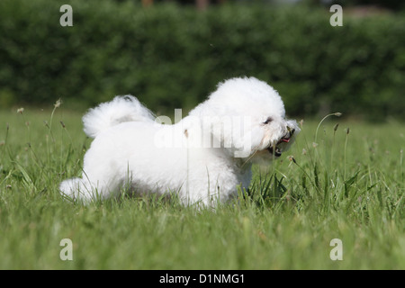 Dog Bichon Frise adult running Stock Photo