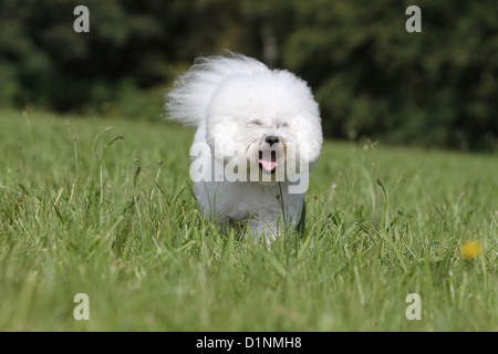 Dog Bichon Frise adult running Stock Photo