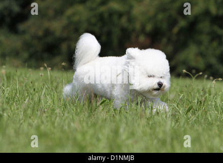 Dog Bichon Frise adult running Stock Photo