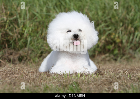 Dog Bichon Frise Stock Photo