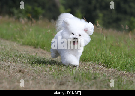 Dog Bichon Frise adult running Stock Photo