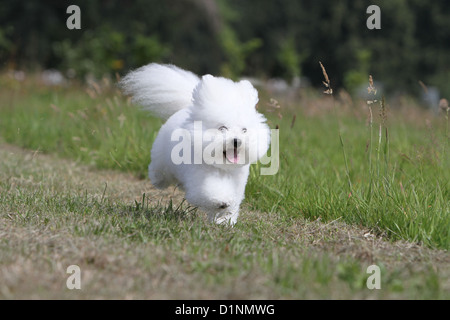 Dog Bichon Frise adult running Stock Photo