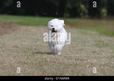 Dog Bichon Frise adult running Stock Photo