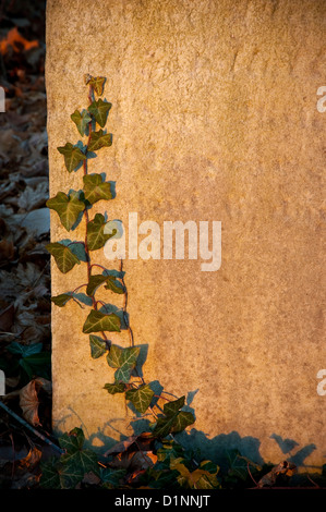 Ivy Vine Growing On Cemetery Headstone Grave Marker Stock Photo