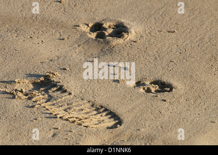 Human and canine footprints in sand on Swanage beach Dorset Stock Photo