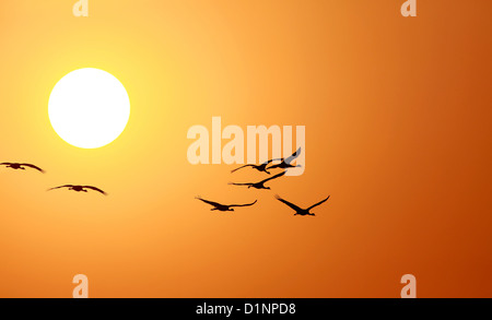 Sunset with birds Stock Photo