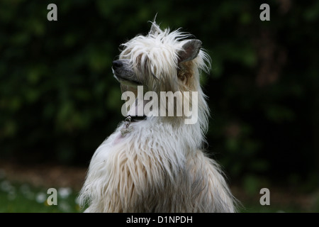 Dog Chinese Crested Dog adult portrait profile Stock Photo