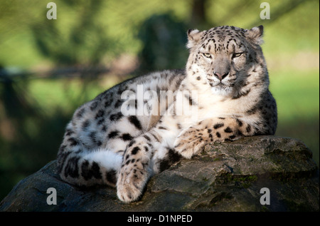 Female snow leopard lying on rock Stock Photo
