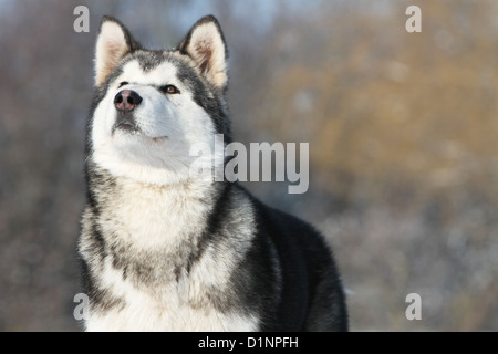 Dog Alaskan Malamute adult portrait Stock Photo