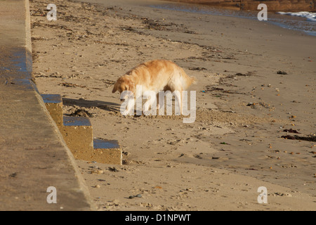 Dog on holiday digs hole in Swanage beach Stock Photo