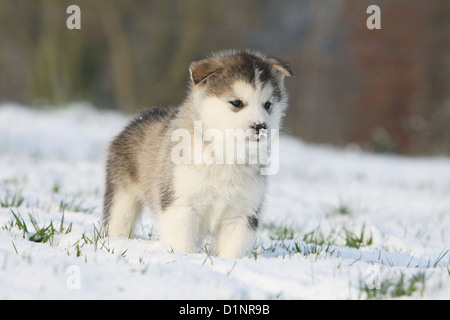 Dog Alaskan Malamute puppy standing in snow Stock Photo